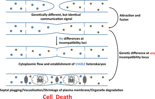 Heterokaryosis and its possible outcomes figure