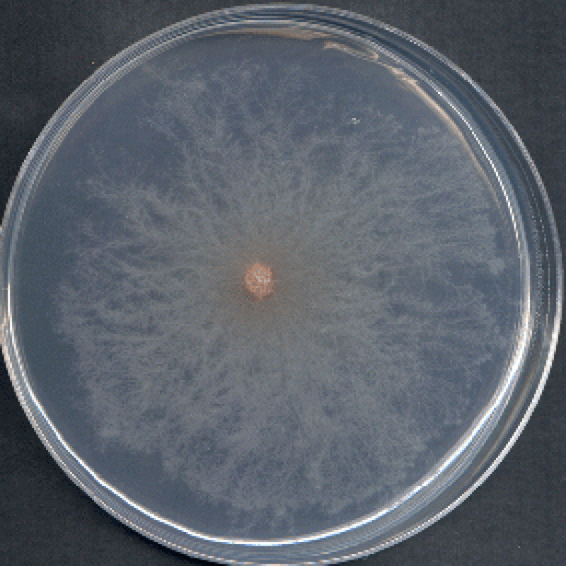 petri dish