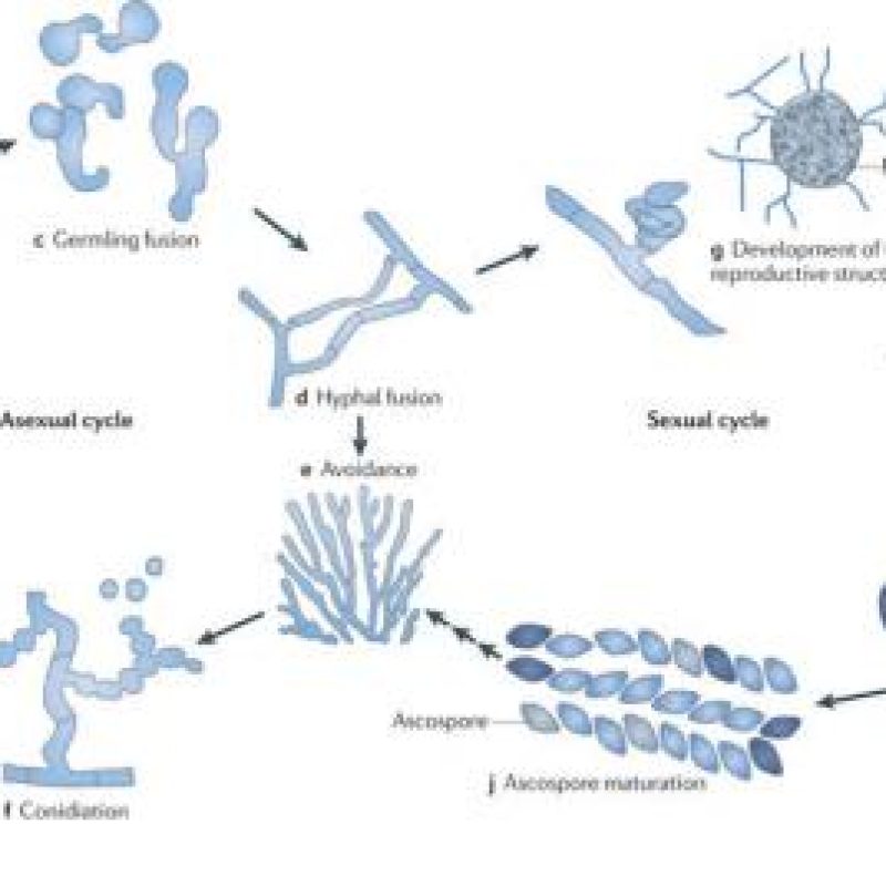 Overview picture life cycle