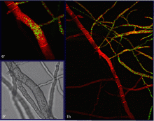 Cell Fusion of Genetically Non-identical Cells