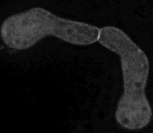 Cell Fusion of Genetically Identical Cells