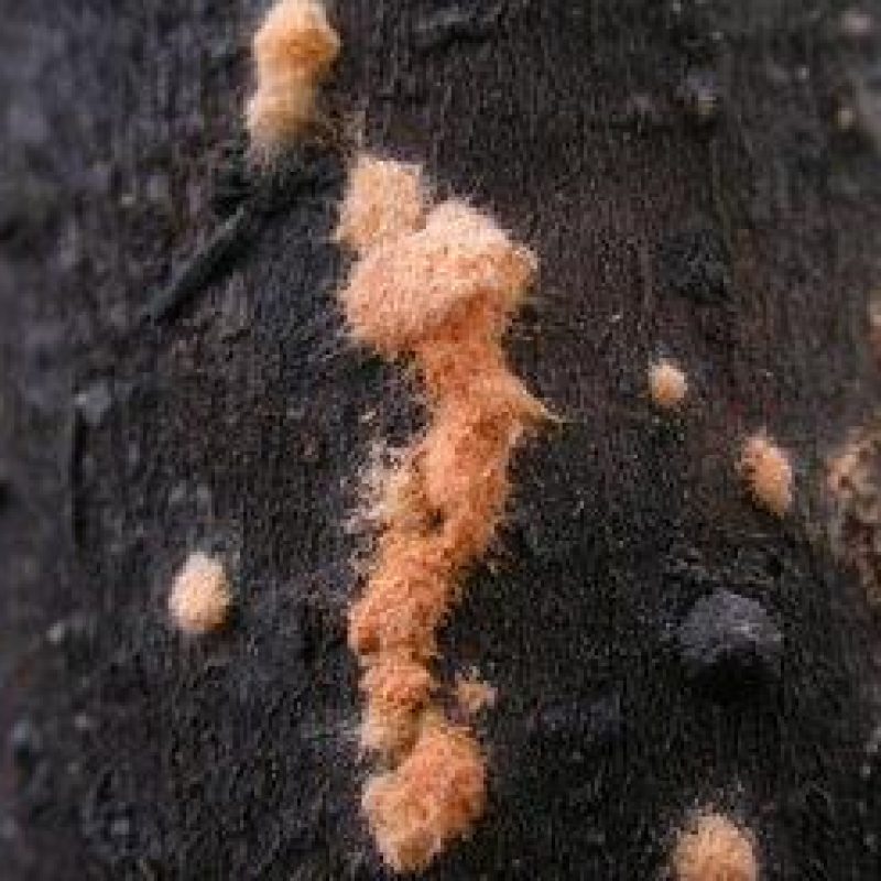 ncrassa on bark