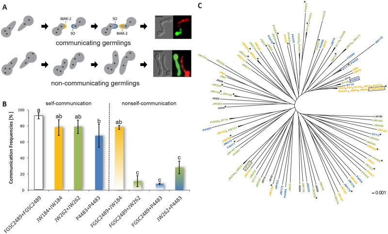 Communication groups (CGs) within a Neurospora crassa population from Louisiana figure