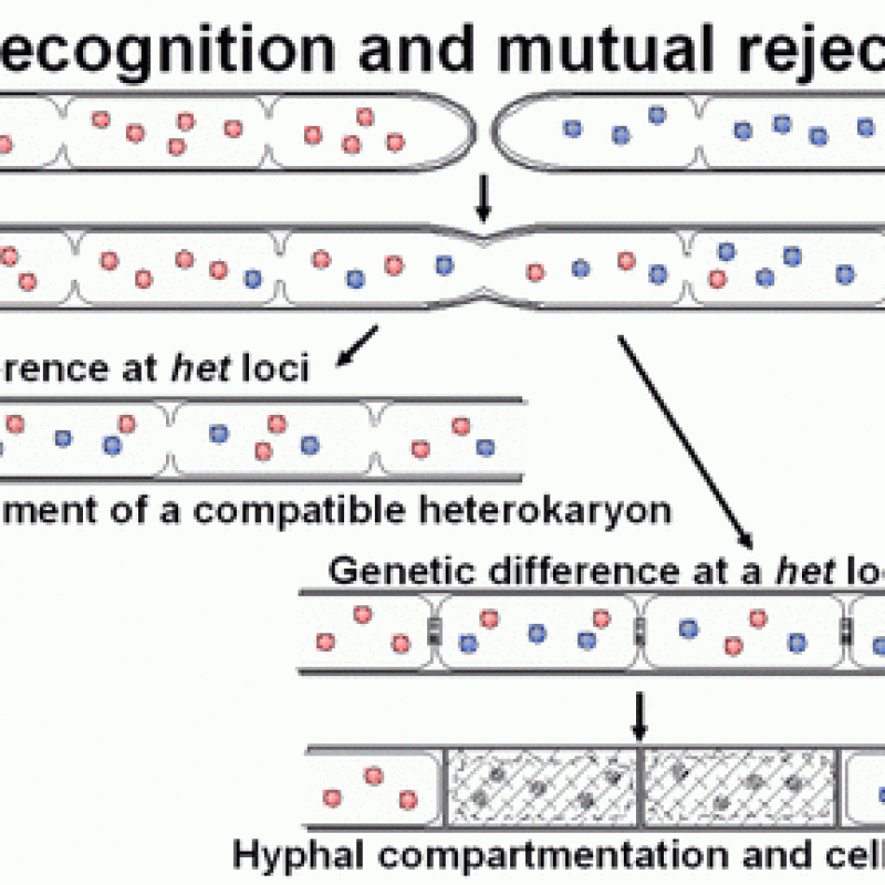recognition and pcd figure