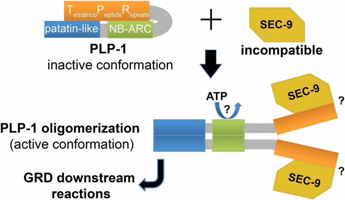 NLR surveillance of essential SEC-9 SNARE proteins induces programmed cell death upon allorecognition in filamentous fungi

figure