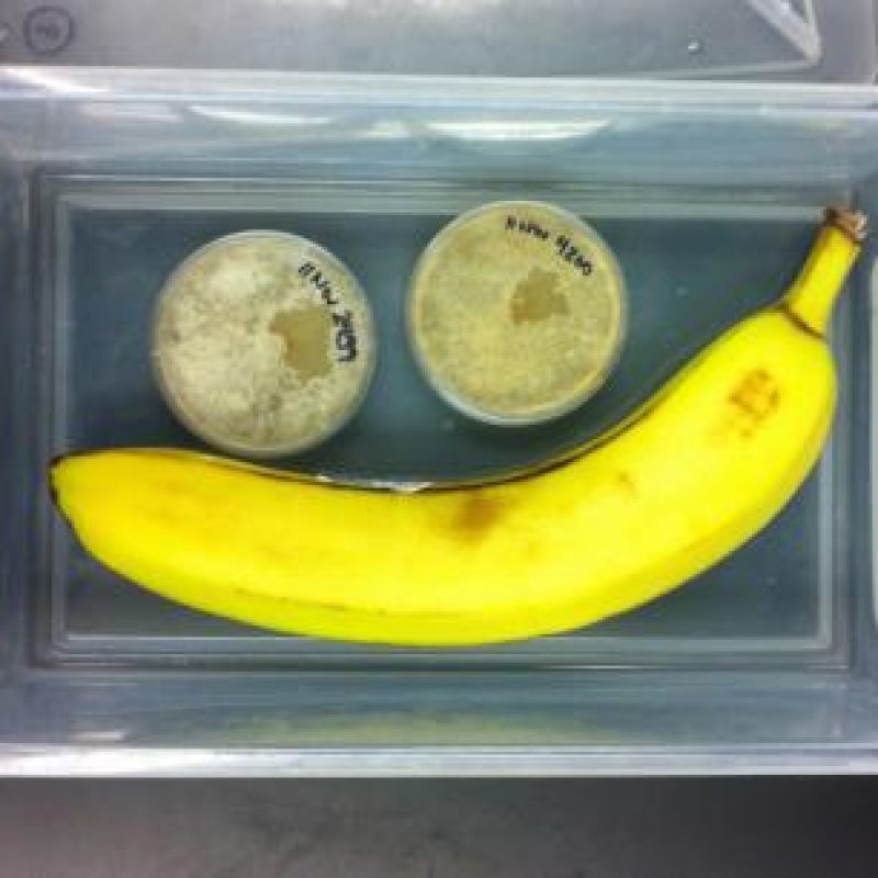 a banana and neurospora in a tupperware